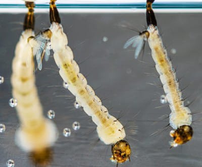 Eco-Friendly & Preventive Solutions